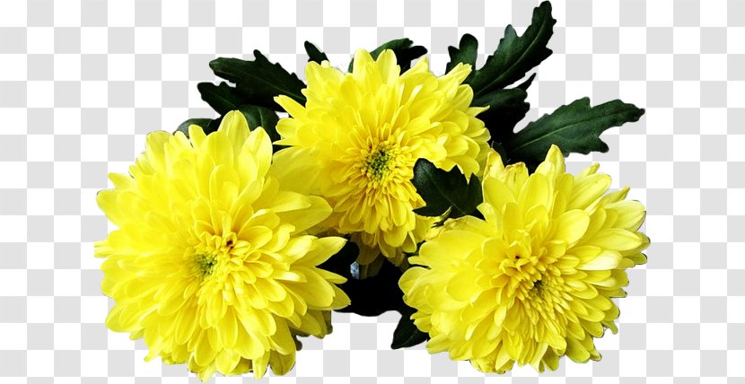 Flower Chrysanthemum GIF Clip Art - Aster Transparent PNG