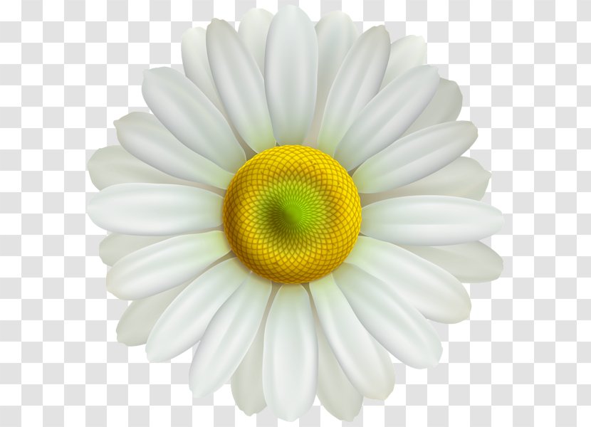 Clip Art Common Daisy Image Desktop Wallpaper - Daysy Transparency And Translucency Transparent PNG