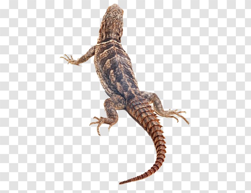 Lizard Reptile Chameleons - Brown Transparent PNG