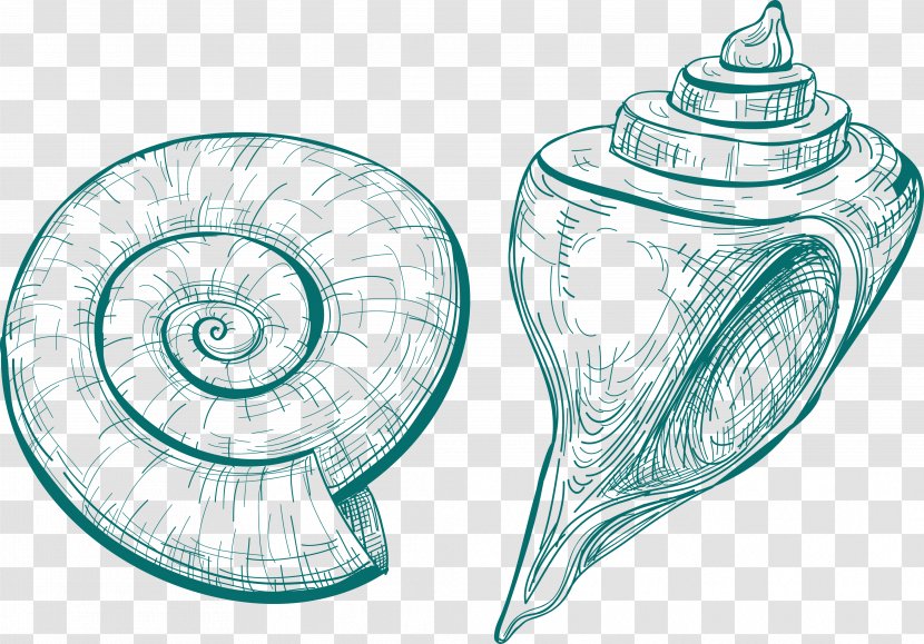 Sea Snail Seashell Shankha Sketch - Tree Transparent PNG