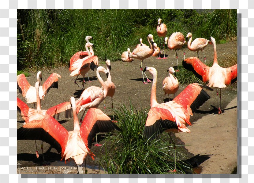 Vertebrate Water Bird Flamingo Recreation - Flamingos Transparent PNG