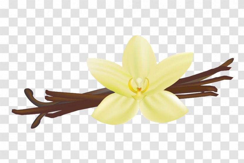 Flat-leaved Vanilla Royalty-free Stock Photography - Petal - White Transparent PNG