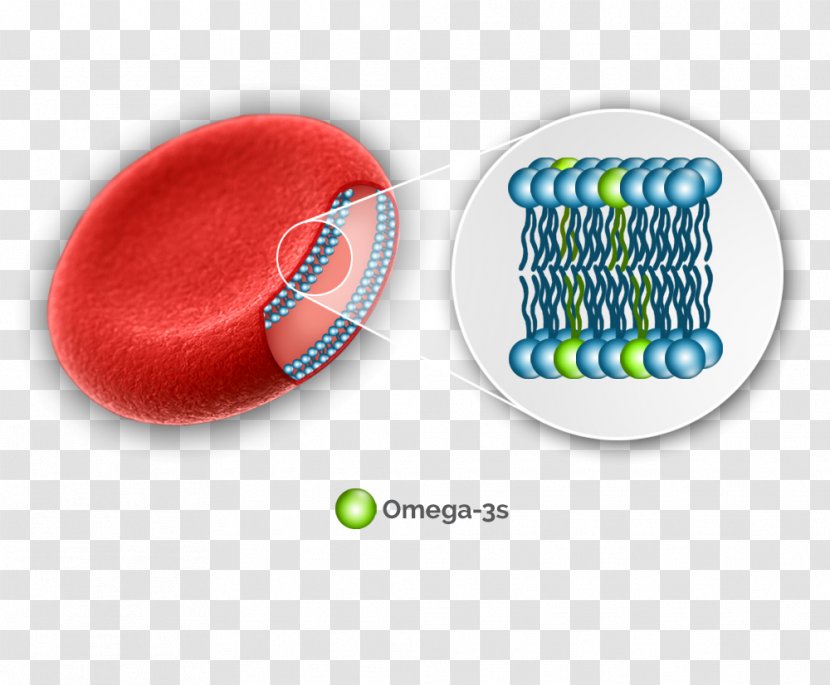 Omega-3 Fatty Acids Red Blood Cell - Cells Transparent PNG
