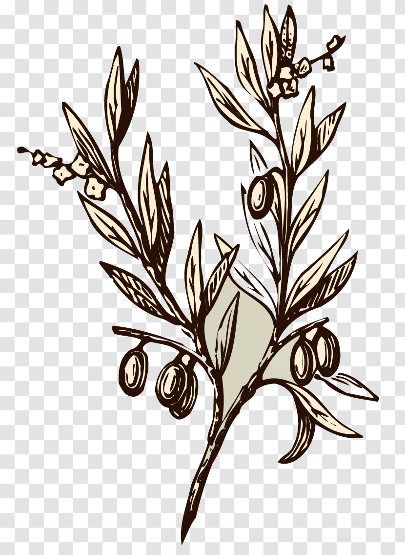 Olive Branch Drawing Symbol - Flowering Plant - Almond Transparent PNG