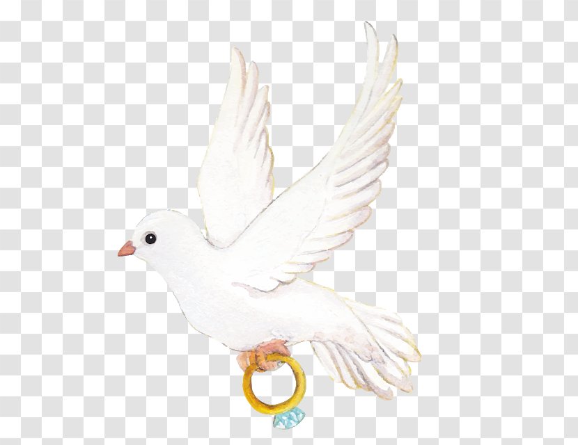 Pigeons And Doves Homing Pigeon Bird Wedding Ring - Peace Symbols Transparent PNG