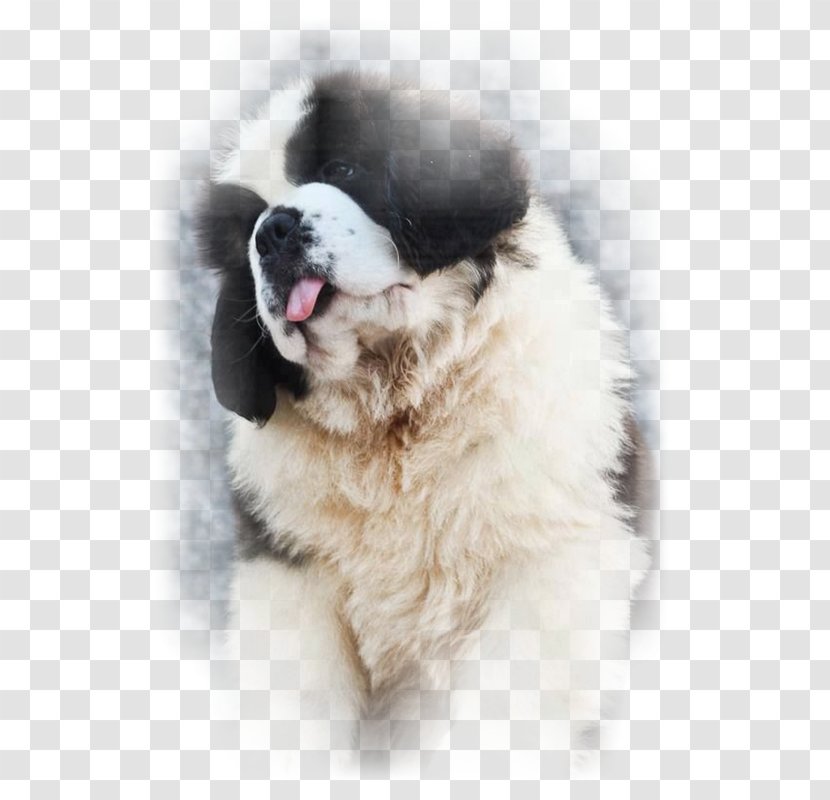 St. Bernard Puppy Siberian Husky Pyrenean Mastiff Newfoundland Dog - Breed Group Transparent PNG