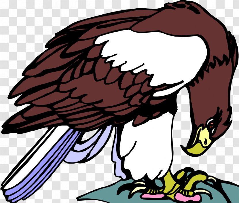 Bald Eagle Hawk Beak Clip Art - Vulture Transparent PNG
