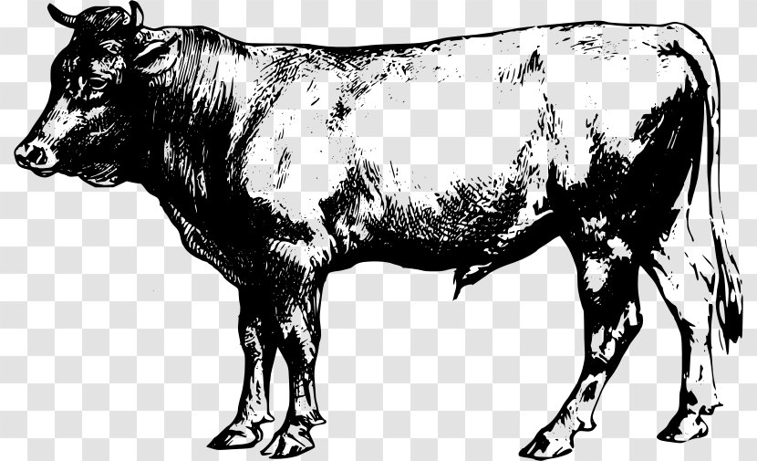 Angus Cattle Beef English Longhorn Clip Art - Bull Transparent PNG