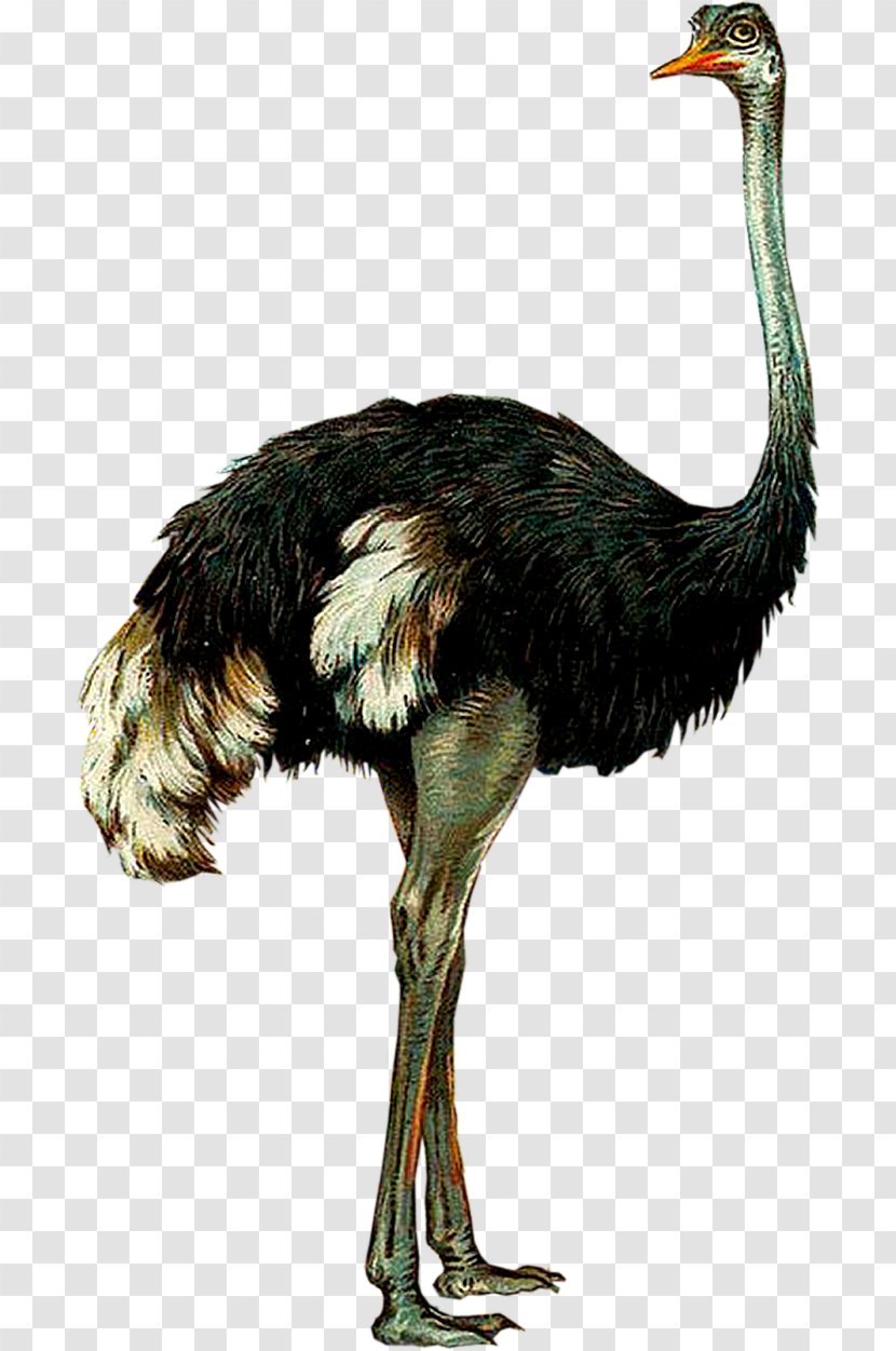 Common Ostrich Emu Bird Ratite - Casuariiformes Transparent PNG