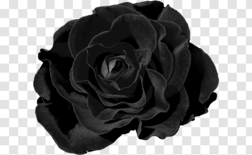 Garden Roses Cut Flowers Chomikuj.pl - Black - Rose Transparent PNG
