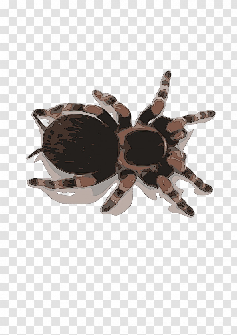 Tarantula Brown Beige Spider Brooch Transparent PNG