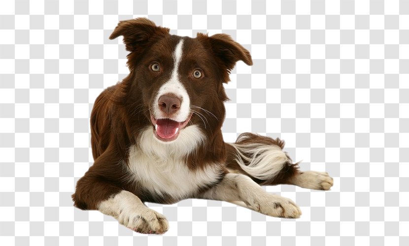 Border Collie Rough Puppy Dachshund Labrador Retriever - Companion Dog Transparent PNG
