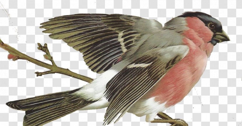 Bird Finch Passerine Beak Feather - Fauna - Bullfinch Transparent PNG