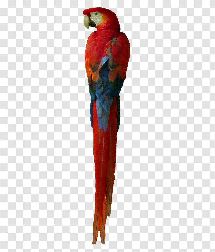 Macaw Loriini Parakeet Feather Beak - Red Parrot Transparent PNG