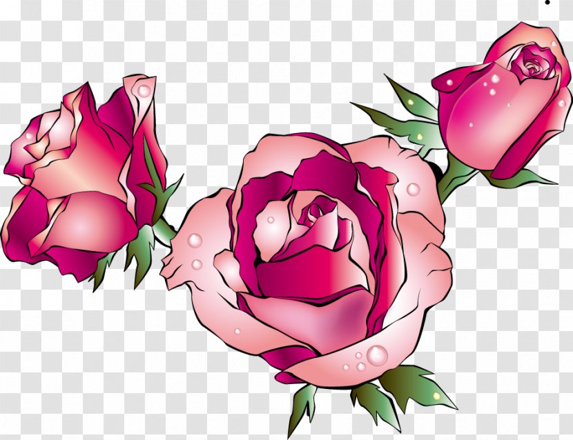 Garden Roses Drawing Floral Design Clip Art - Magenta - Flower Transparent PNG