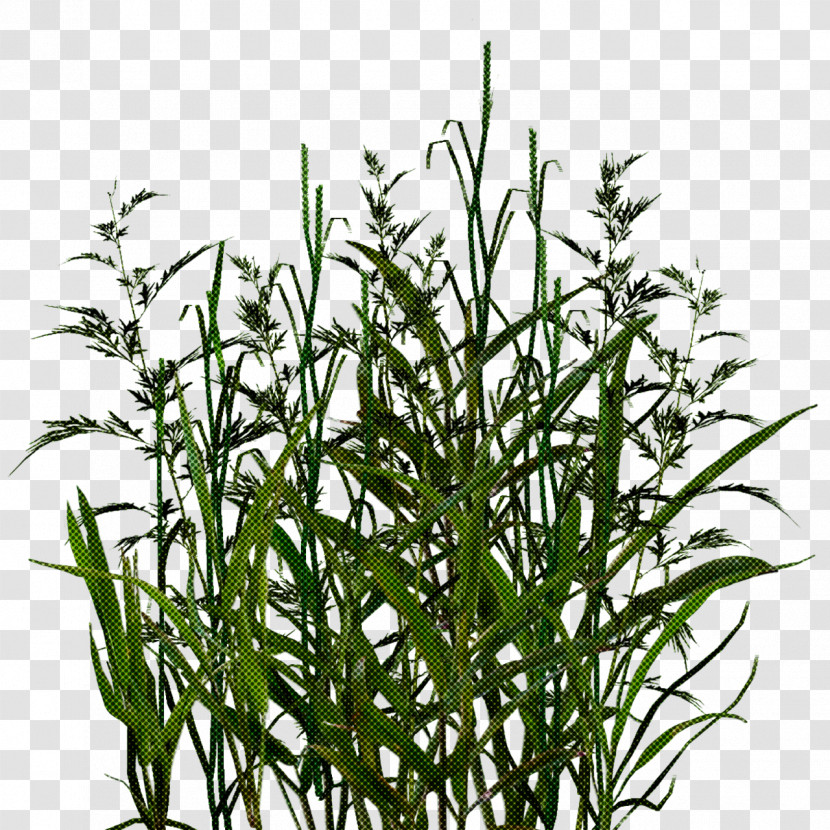 Plant Flower Grass Grass Family Terrestrial Plant Transparent PNG