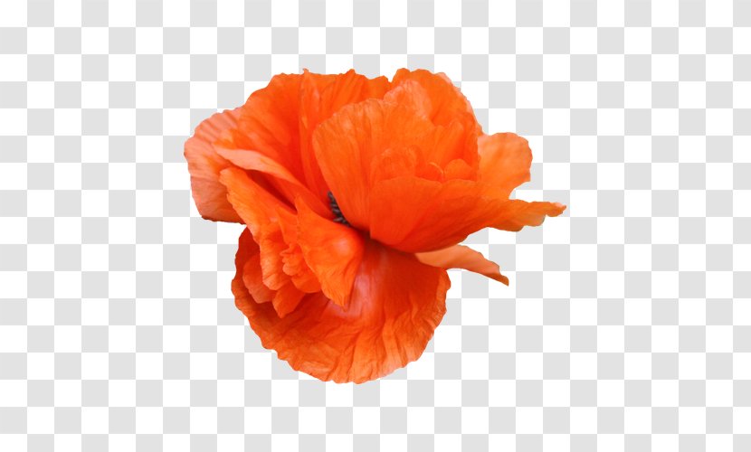 Common Poppy Flower - Photography - Orange Flowers Transparent PNG