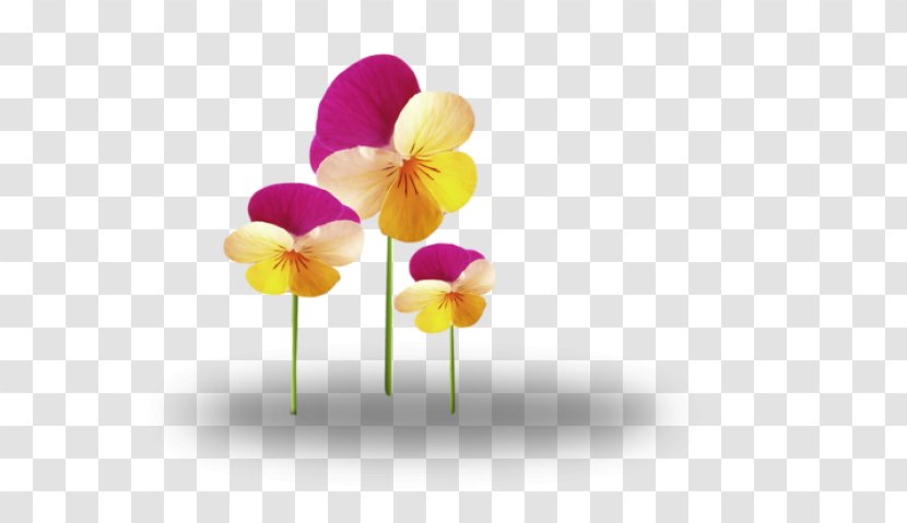 Cut Flowers Tulip Plant Desktop Wallpaper - Pink - Flower Transparent PNG