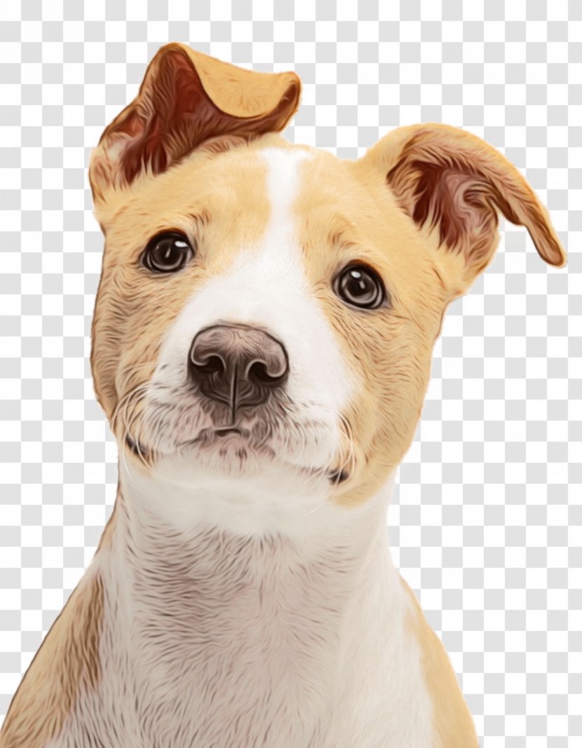 Dog And Cat - Russell Terrier - Whiskers Transparent PNG
