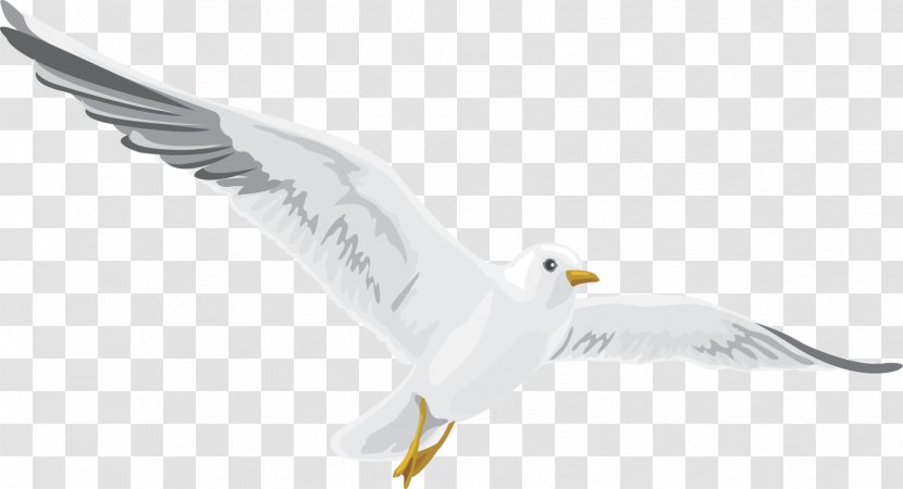 European Herring Gull Bird Of Prey Gulls Beak Transparent PNG