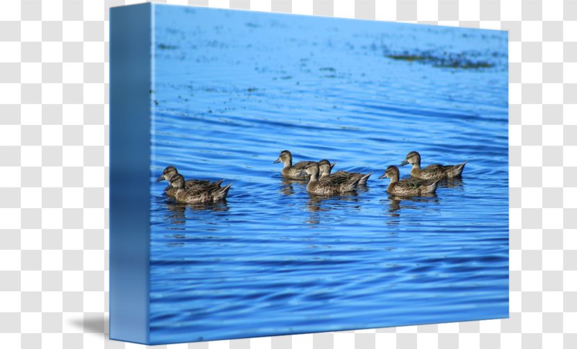 Mallard Goose Duck Teal Fauna Transparent PNG