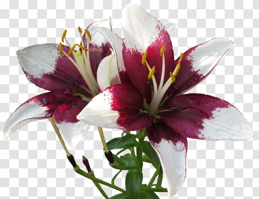 Lilium United States Cut Flowers Lily Of The Incas Squirrel - Alstroemeriaceae - A Gentle Bargain To Send Gifts Transparent PNG