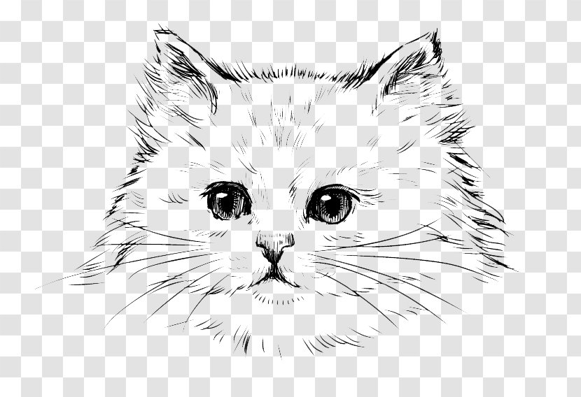 Persian Cat Kitten Drawing Black - Mammal - Free Sketch Pull Material Transparent PNG