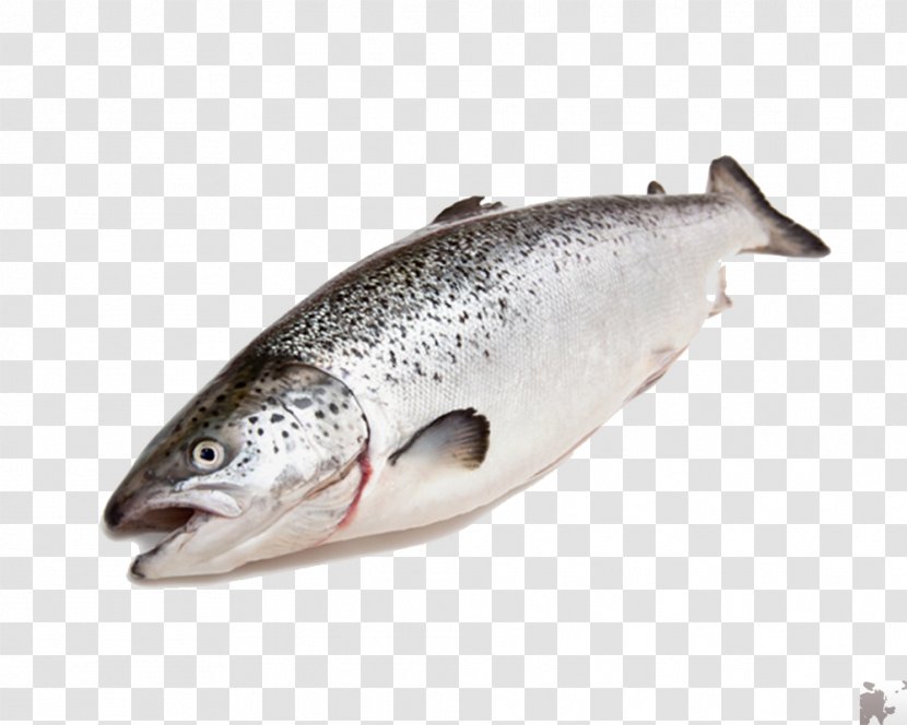Coho Salmon Fish Trout Food - Like - Fresh Transparent PNG