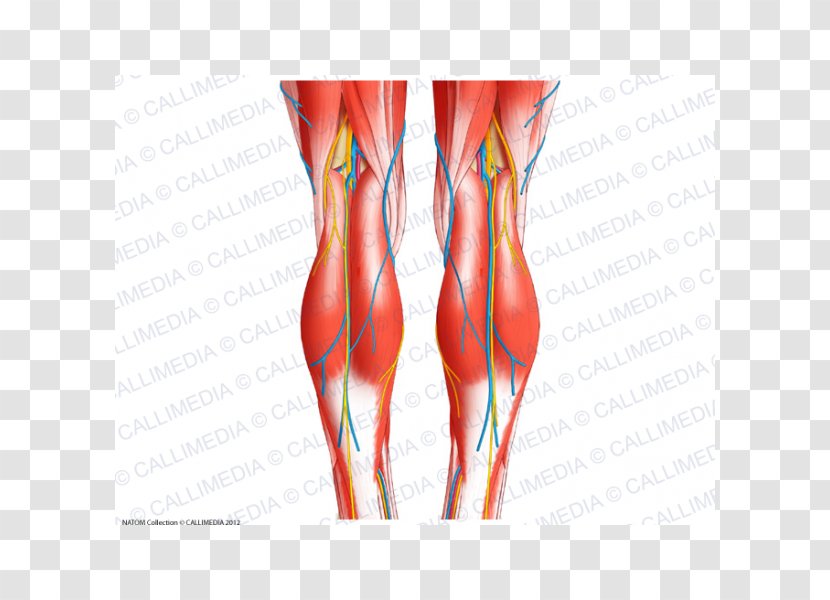Knee Tendon Human Body Anatomy - Heart - Popliteal Artery Transparent PNG