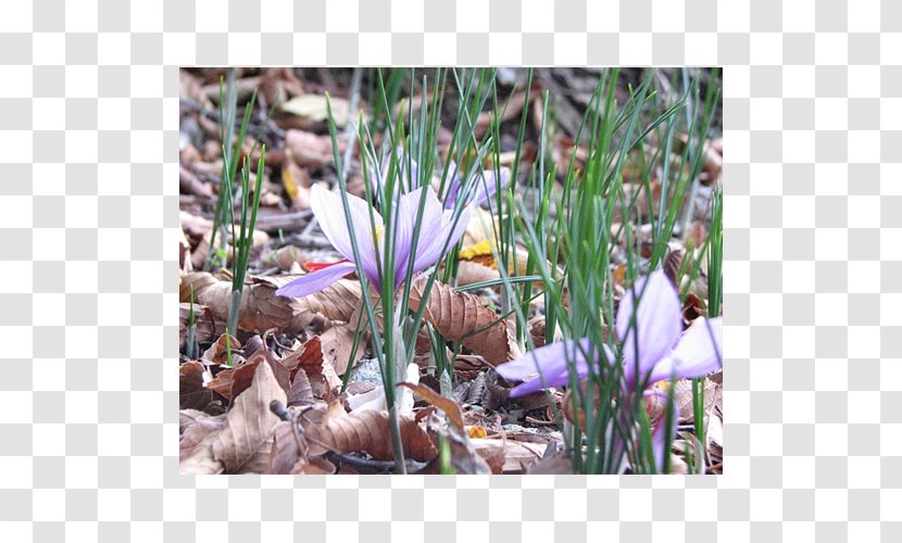 Crocus Flowering Bulbs Alt Attribute Terra Ceia Farms Plant - Grass Family Transparent PNG