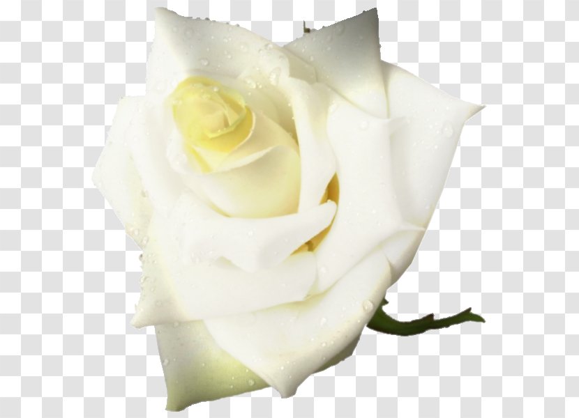 Bouquet Of Flowers - Red - Gardenia Beige Transparent PNG