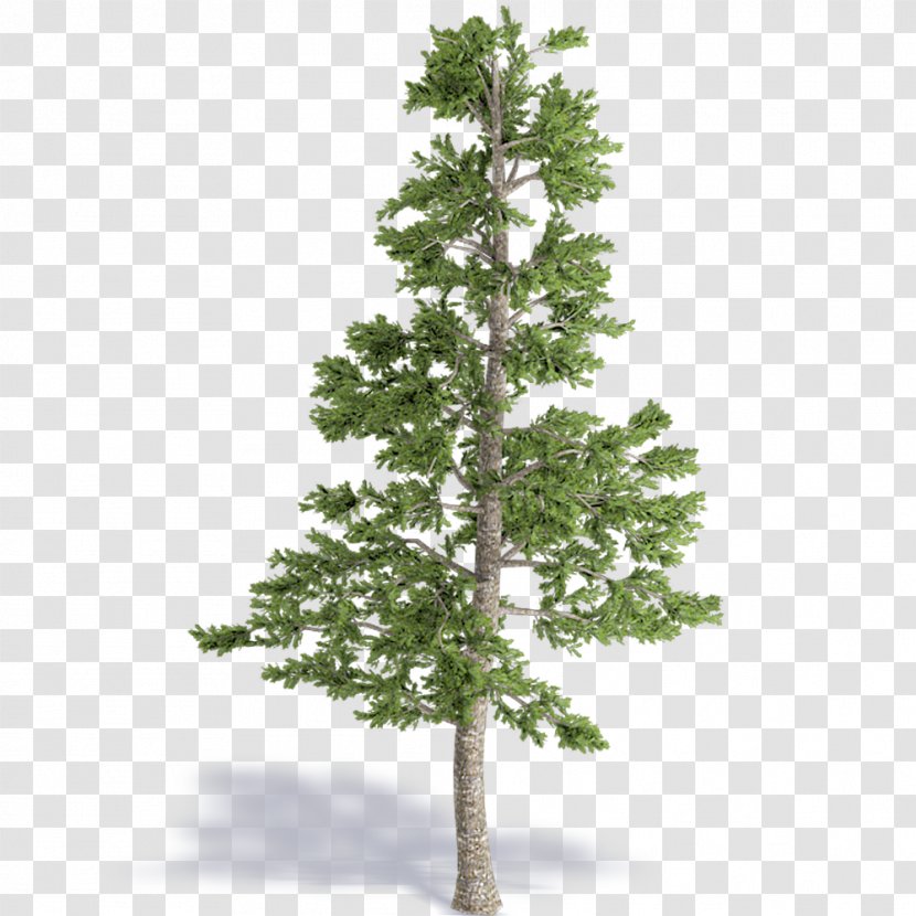 Spruce Pine Fir Larch Christmas Tree - Day Transparent PNG