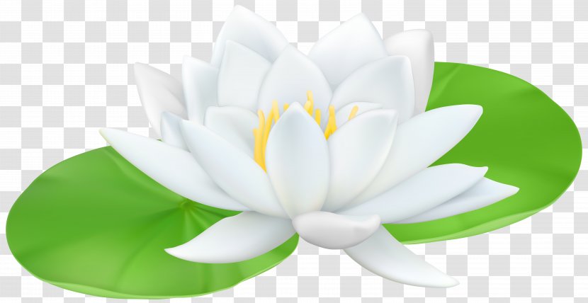 Water Lily Nelumbo Nucifera Lilium Clip Art - Waterlily Transparent PNG