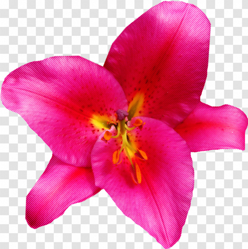 Flower Petal Pink Plant Magenta Transparent PNG