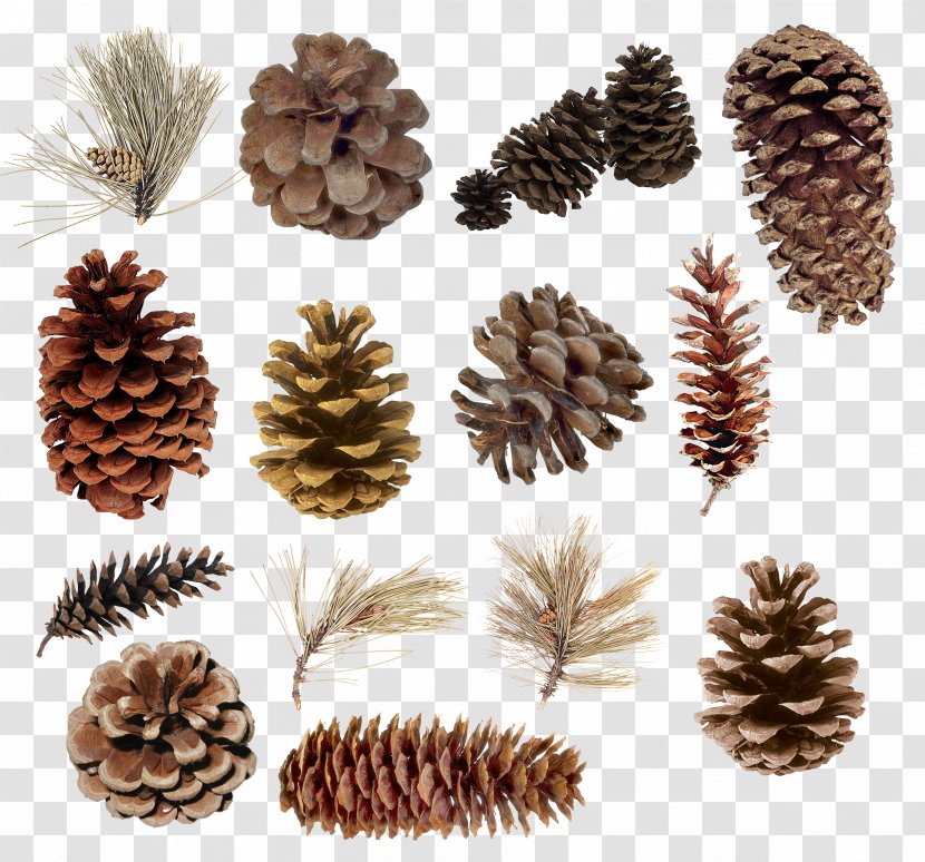 Pine Conifer Cone Spruce Cedar Juniper - Conifers - Material Transparent PNG