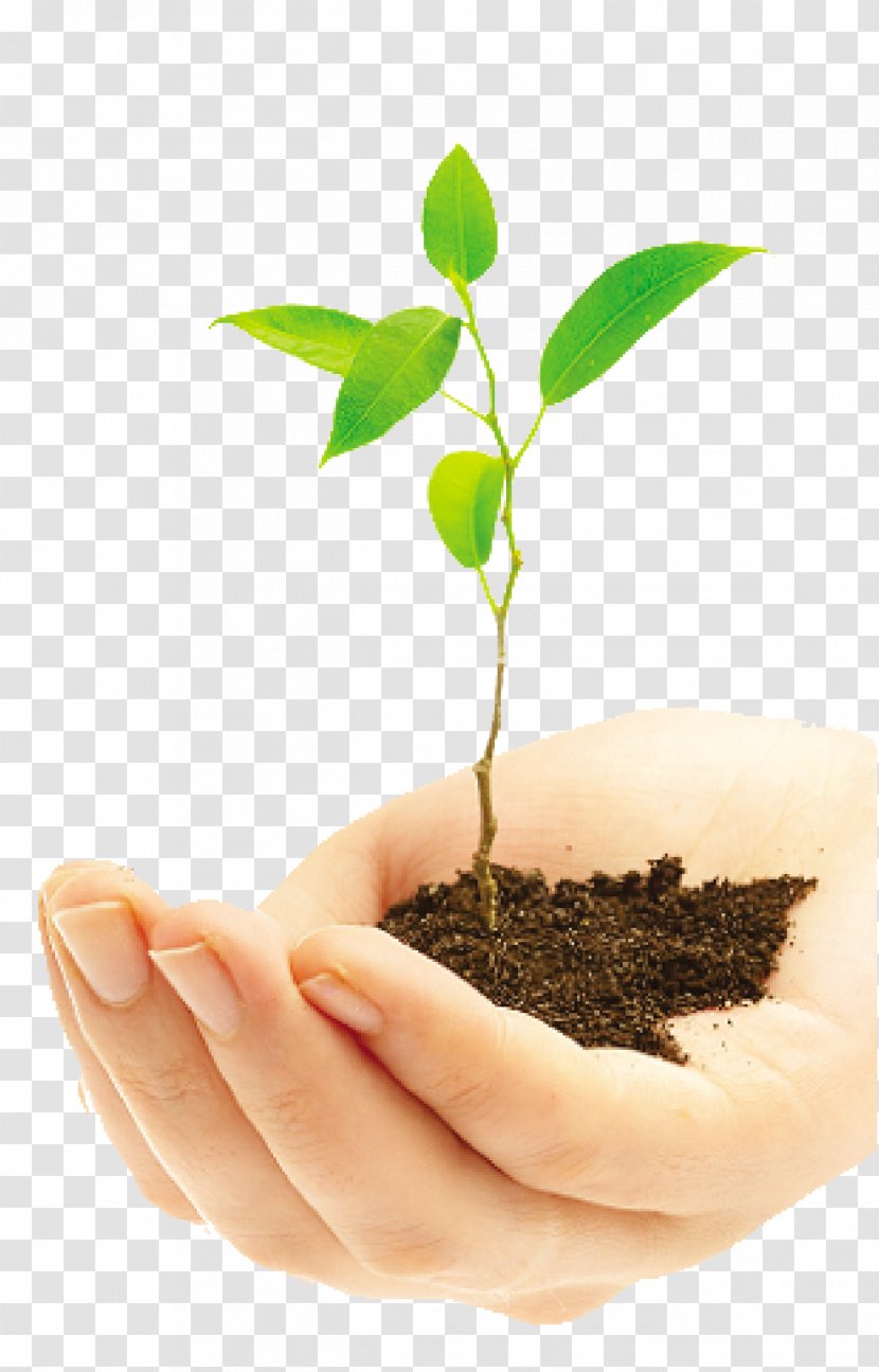 Stock Photography Plants Royalty-free Image - Royaltyfree Transparent PNG
