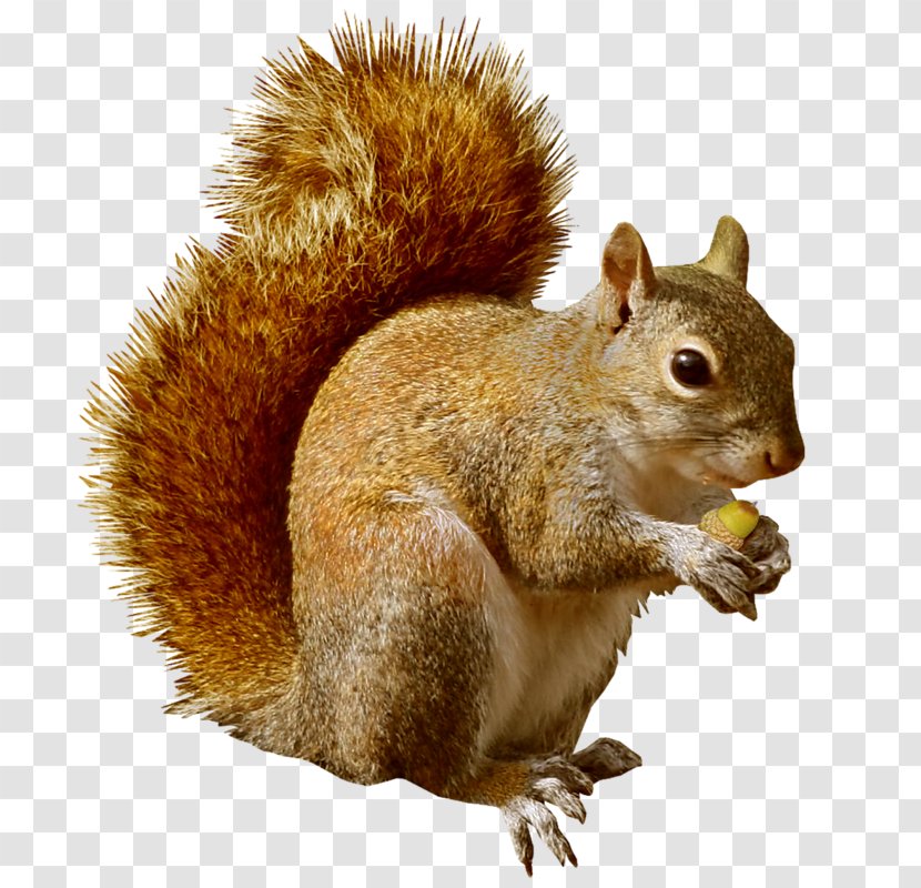 Squirrel Rodent Chipmunk Clip Art - Fur - BEATRIX POTTER Transparent PNG