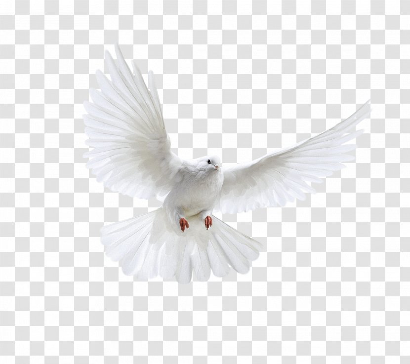 Bird - Flight - White Flying Pigeon Image Transparent PNG