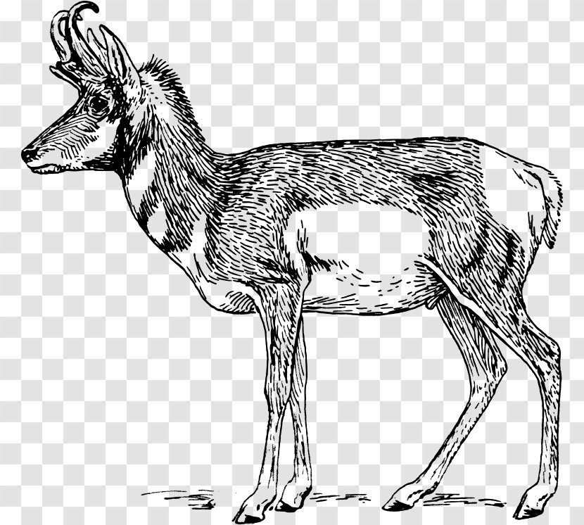 Pronghorn Antelope Impala Clip Art - Line - Organism Transparent PNG