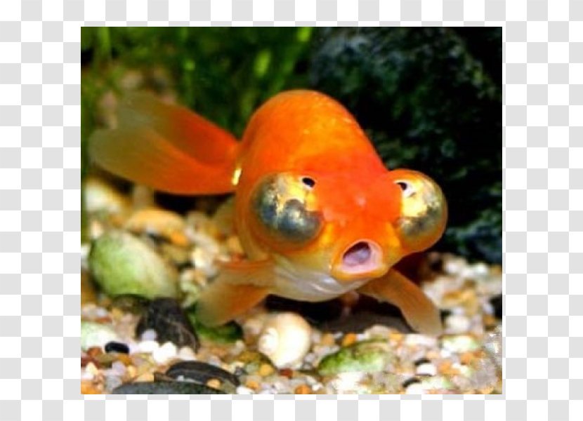 Comet Telescope Common Goldfish Celestial Eye Oranda - Fish Transparent PNG