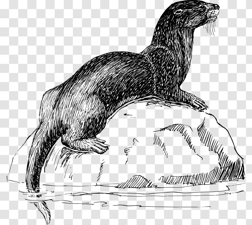 Sea Otter North American River Vertebrate Clip Art - Drawing - Clipart Transparent PNG