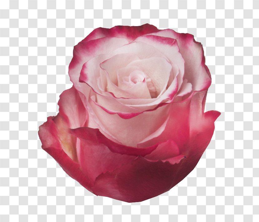 Garden Roses Cabbage Rose Floribunda Vase Life - Petal - Family Transparent PNG
