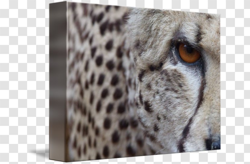 Cheetah Cat Mammal Whiskers Carnivora Transparent PNG