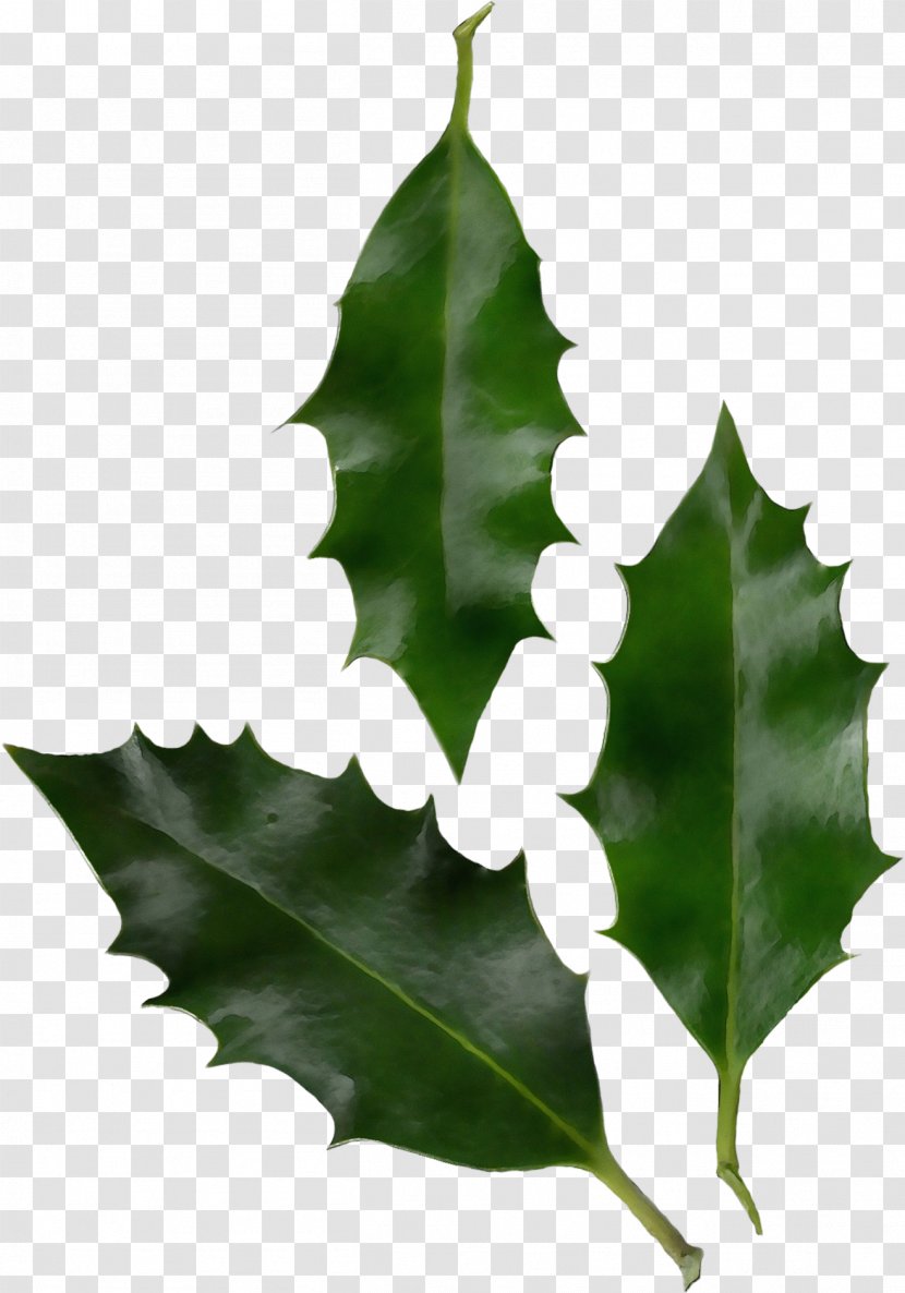 Oak Tree Leaf - Plane - Vascular Plant Black Transparent PNG