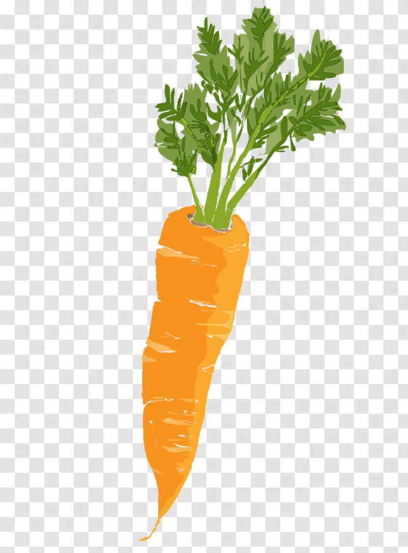 Baby Carrot Leaf Vegetable - Company - Carrots Transparent PNG