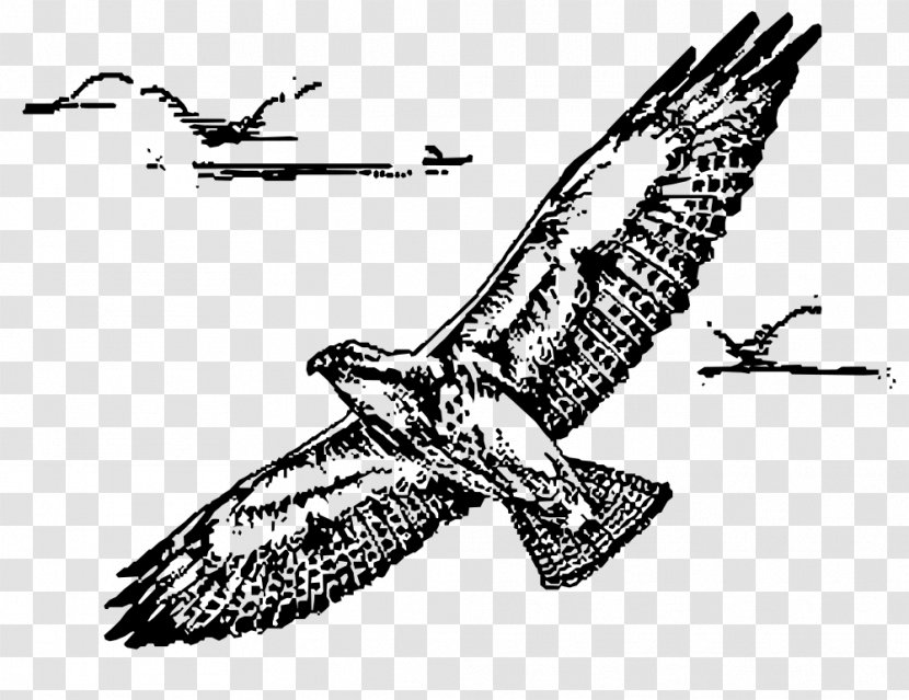 Bird Of Prey Swainson's Hawk Clip Art - Monochrome Transparent PNG