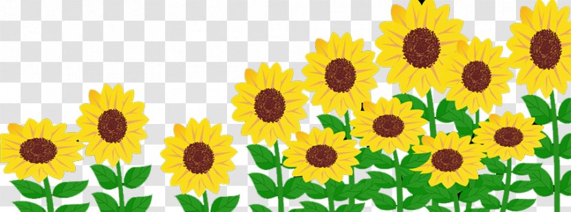 Common Sunflower Solar Energy Generating Systems Power - Petal Transparent PNG