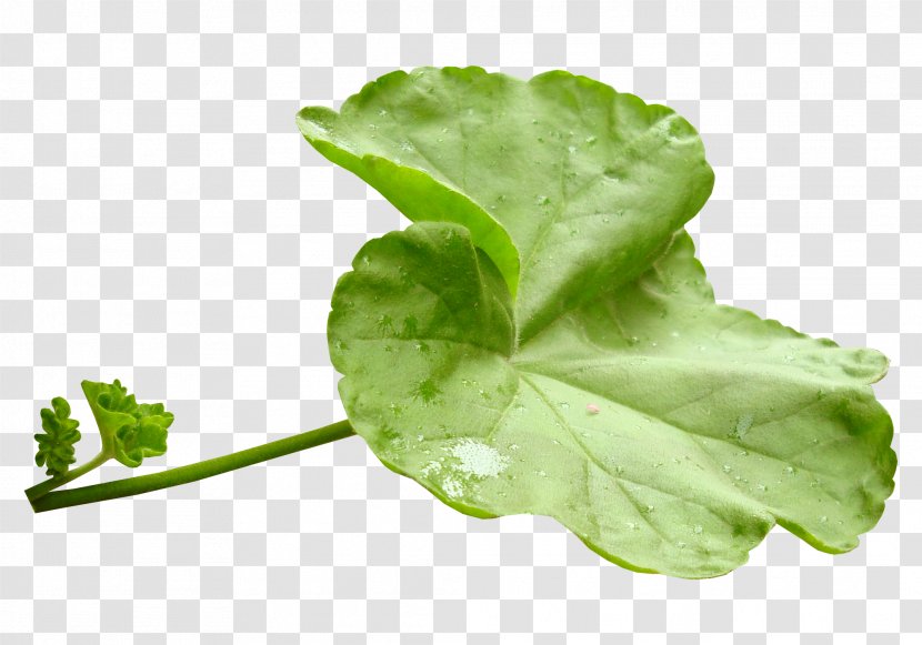 Leaf Vegetable Herb Clip Art - Annual Plant - Green Leaves Transparent PNG