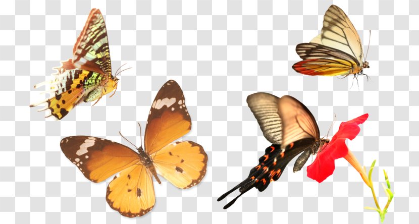 Brush-footed Butterflies Butterfly Gossamer-winged Moth - Insect - Designer Transparent PNG
