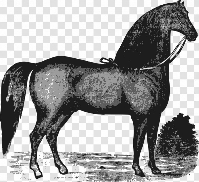 Mare Stallion Mustang Rein Clip Art - Horse Transparent PNG